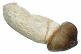 Rooted Crushing Mosasaur (Igdamanosaurus) Tooth - Morocco #353190-1